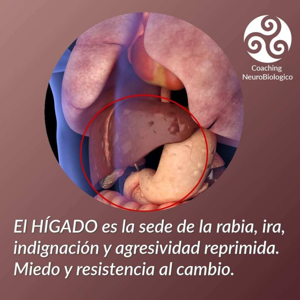 higado