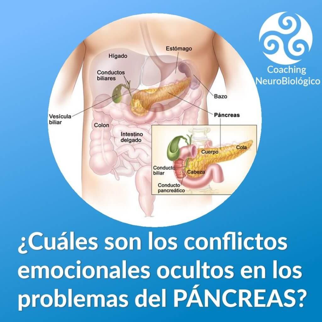 pancreas