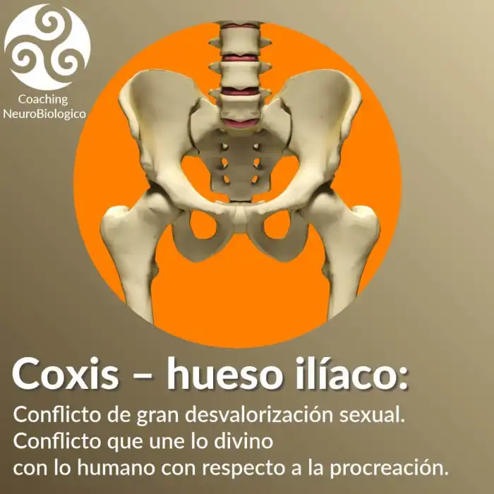 Decodificar Coxis hueso iliaco