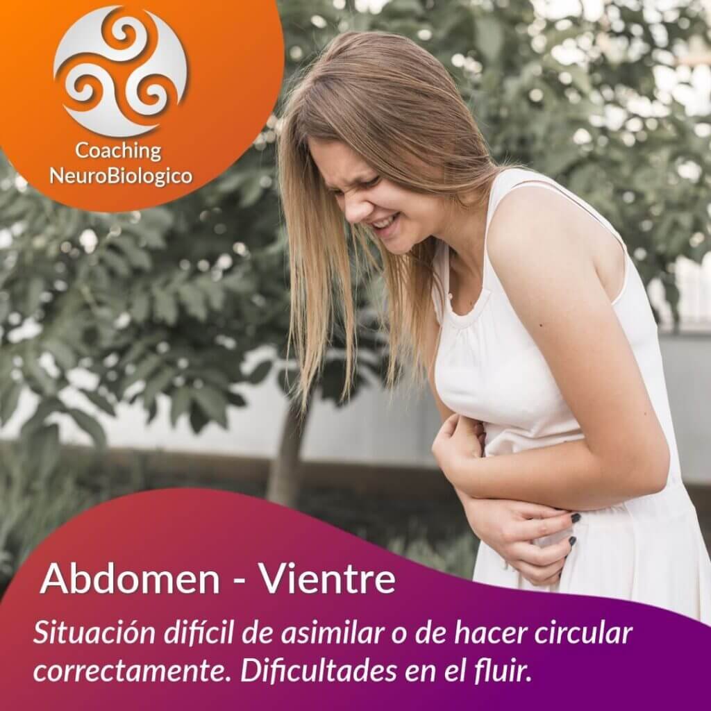 Abdomen Vientre