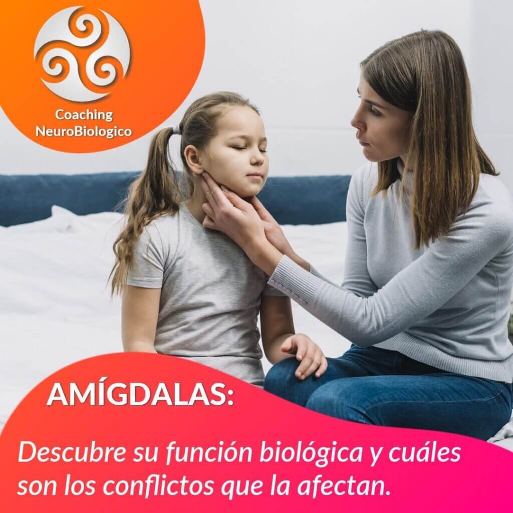 Amigdalas