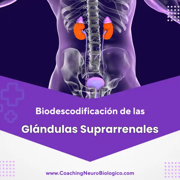 Biodescodificar las Glandulas Suprarrenales